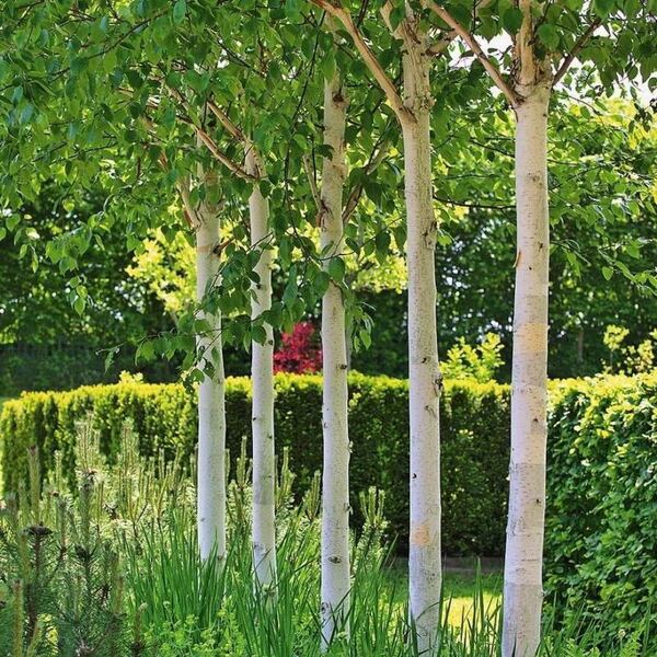 Берёза повислая