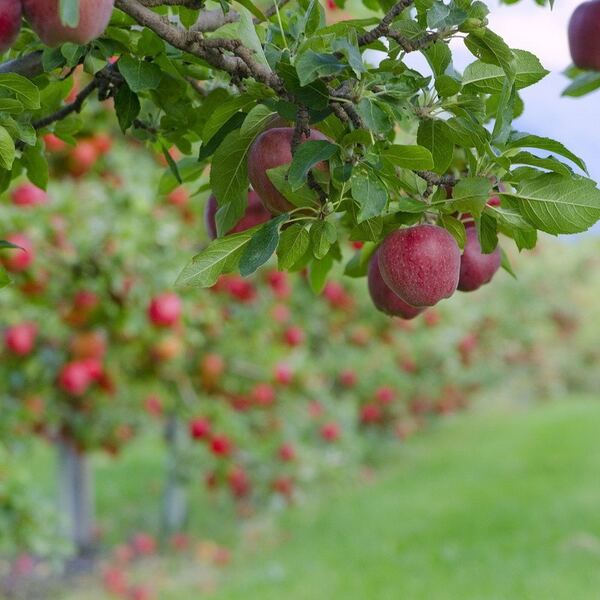 Яблоня плодовая