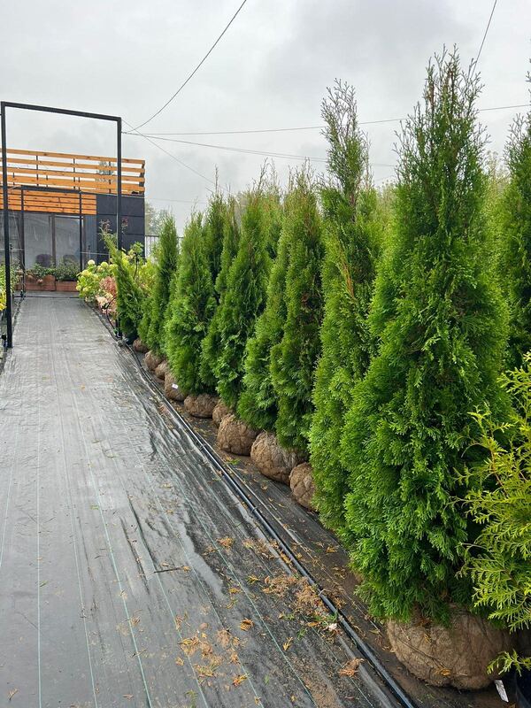 Гортензия метельчатая