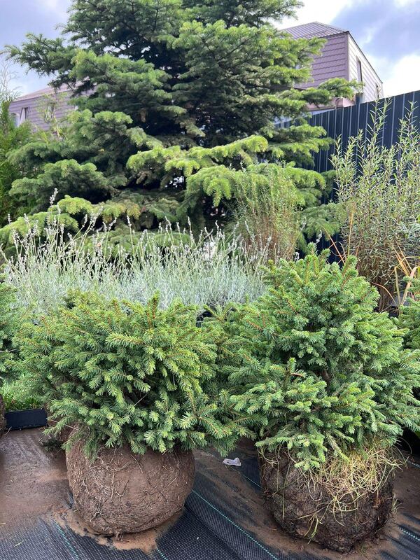 Роза кустовая