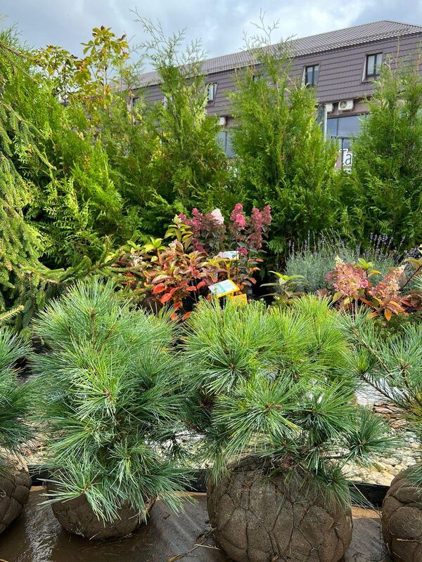 Спирея японская