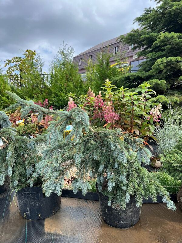 Барбарис Тунберга