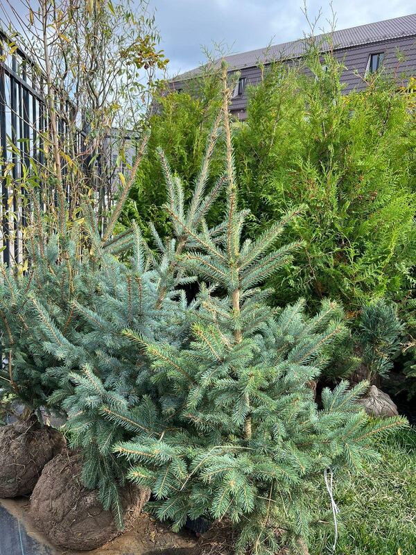 Дёрен белый