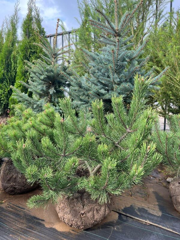 Сирень обыкновенная