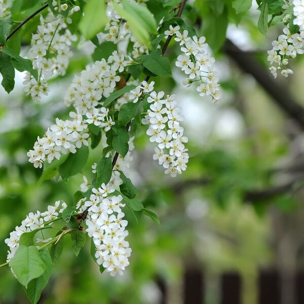 Вишня 3-4 года