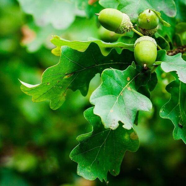 Дуб черешчатый