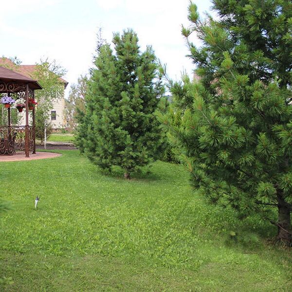 Ель обыкновенная