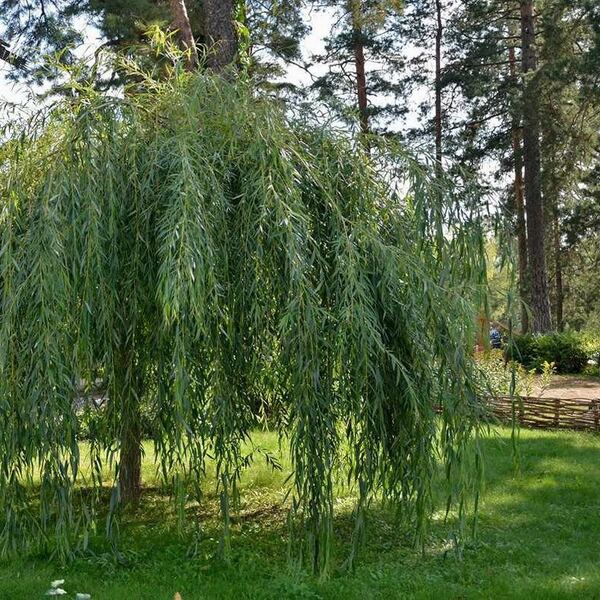 Ива ломкая шаровидная 200-300см