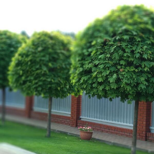 Клён остролистный