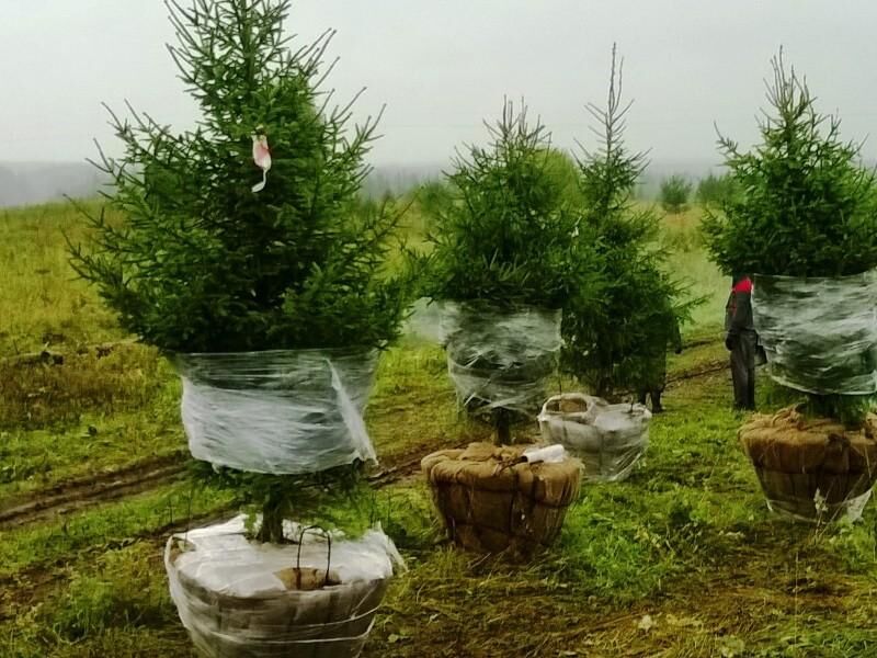 Посадка крупномеров