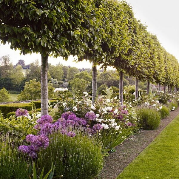 Липа мелколистная