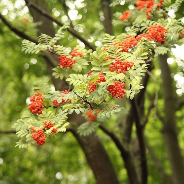 Рябина обыкновенная