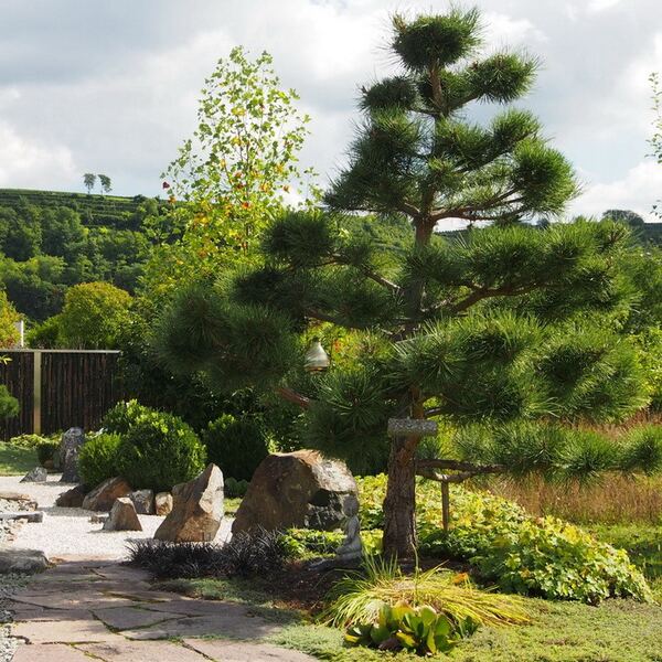 Сосна горная Мугус