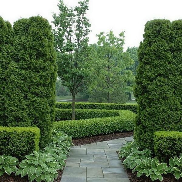 Туя западная Смарагд